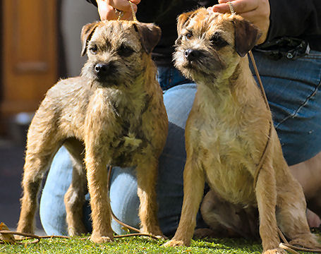 border terrier breeders near me